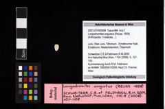 NHMW-GEO-2007z0149-0008_Ol_02.tifLongodromites angustus (Reuss, 1858)  (NHMW-GEO-2007z0149-0008)